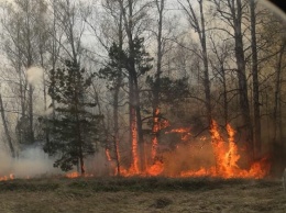 Рукотворные пожары объяли леса в нескольких районах Алтайского края в период строгой самоизоляции