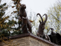 Калининградский зоопарк ждет прибытия броненосца после открытия границ