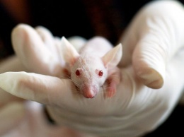 Работа по созданию чувствительных к COVID-19 мышей началась в России