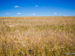 СМИ: российская пшеница оказалась в дефиците