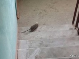 Кемеровские коммунальщики отказались верить в существование попавшей в объектив крысы