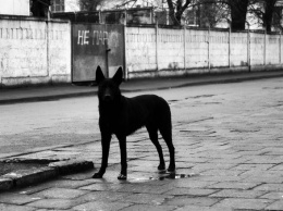 В каких районах Белгородской области нашли бешенство у животных