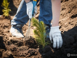 Жители Кузбасса могут бесплатно получить саженцы деревьев