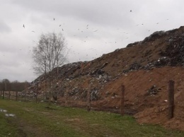 Россельхознадзор: свалка в Ельняках разрослась за границы отведенного участка