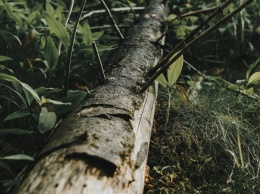 В Барнауле водитель иномарки снес часть дерева
