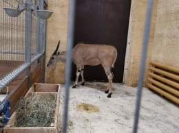 В зоопарке Белгорода поселилась самая крупная антилопа в мире