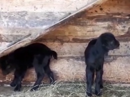 В барнаульском зоопарке появились на свет два черных козленка