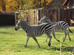 В Калининградском зоопарке начали обустраивать «саванну» (фото)
