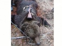 В Тындинском районе застрелили медведя