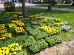 Десятки тысяч цветов украсят город Кемерово