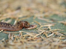 Ядовитые змеи начали кусать кузбассовцев из-за жары
