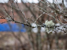 В Калининградской области снова ожидаются заморозки