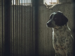В Нижнем Тагиле за четыре месяца было отловлено более 500 бродячих собак