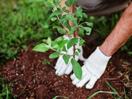 Компенсационная высадка деревьев в Симферополе запланирована на сентябрь