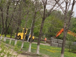 Уникальные деревья на площади Ленина в Благовещенске сохранят
