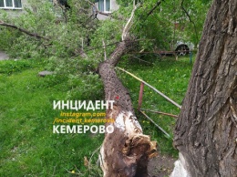 Дерево упало на легковой автомобиль во дворе Кемерова