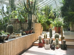 Зимнему саду БелГУ подарили редкую коллекцию кактусов