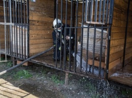 В Сургуте пожарная служба помогла отмыть вольеры бездомных животных в городском приюте