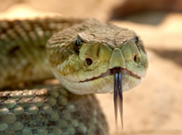 Змея укусила двухлетнего ребенка в Кузбассе