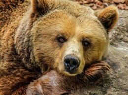 Посетитель зоопарка пытался утопить медведицу в Варшаве