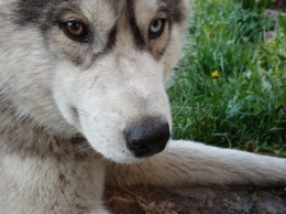Кемеровчанин приютил потерявшуюся собаку с разноцветными глазами