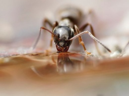 Жительница Кузбасса обнаружила поселение муравьев в магазине