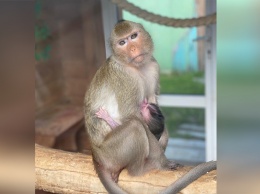 Яванская макака стала мамой в барнаульском зоопарке