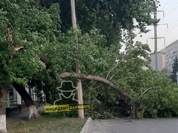 Последствия штормового ветра устраняют в Барнауле