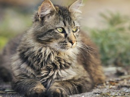Коронавирус нашли у кошки в России