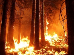В Сибири действует 42 очага природных пожаров
