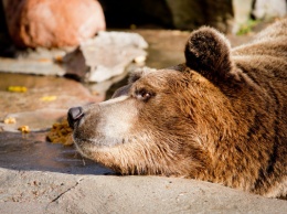 Бурый гедонист: Калининградский зоопарк показал, как купается медведь (видео)