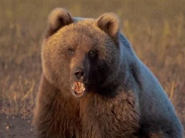 В Калужской области обитает около 20 бурых медведей