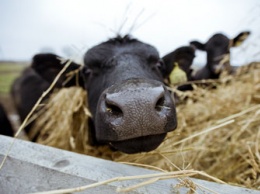 В Амурской области задержали почти тридцать нелегальных коров