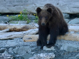 Алтайский медведь, увидев инспектора, присел на бревно