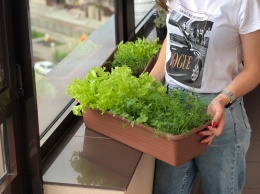 Новый тренд: выращиваем петрушку или салат на балконе