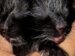 Калифорнийский ветеринар приютил котенка с редким заболеванием