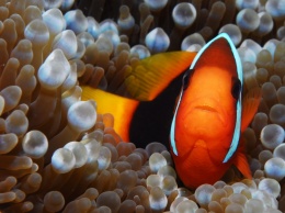 Эксперты раскрыли секрет яркой окраски рыб-клоунов
