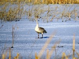 Лебедь-кликун «застрял» в одном из районов Алтайского края