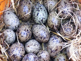 Ученые: На цвет птичьих яиц влияет климат