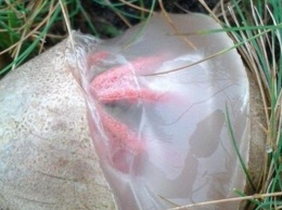 В лесу нашли странное яйцо, в котором просвечивали щупальца