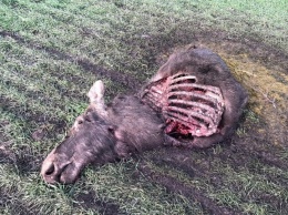 Жестокое убийство лосихи в охотничьем комитете назвали варварством