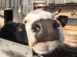 В Ромненском районе у скота обнаружили бешенство