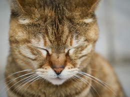 Адвокаты заявили о подмене на суде сбежавшего кота-наркокурьера в Тульской области
