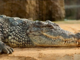 Двухметровый крокодил "разбудил" спящего рыбака на пляже в Мексике