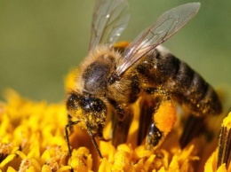 Пчелы становятся агрессивными из-за линий электропередач