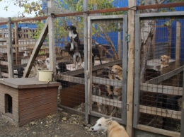 Более 150 собак из питомника "Дорстроя" могут выпустить на улицу