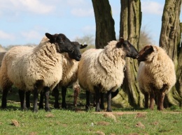 В Белгородской области разыскивают стадо овец. За достоверную информацию обещают 100 тысяч рублей