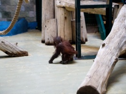 Калининградский зоопарк показал подросшего детеныша орангутана Оле (видео)