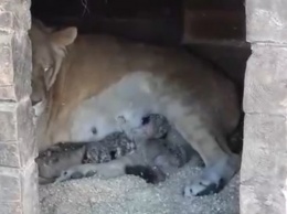 Львята снова родились в зоопарке Барнаула