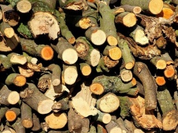 Чиновница из Томска попала под уголовное дело за вырубку деревьев